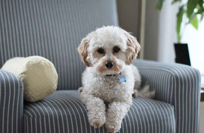 Fall Is the Best Time to Remove Pet Odor