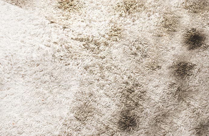 Cleaning Mold & Mildew from Carpets in Greater Baltimore, MD