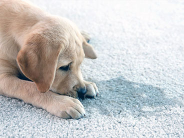 Pet Odor Removal
